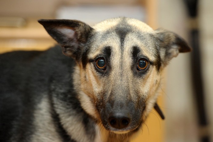 怖がっている犬の写真