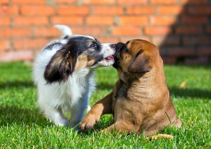 アゾンでいる2匹の犬