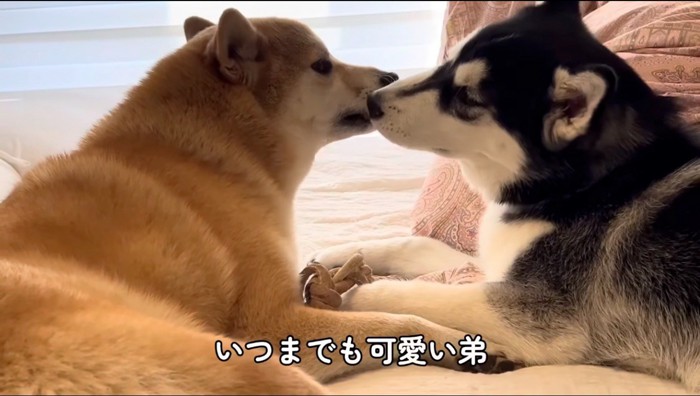 鼻を嗅ぎ合う2頭の犬