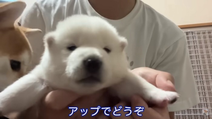 アップの白柴子犬