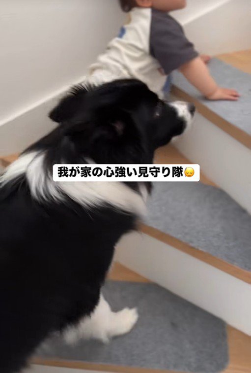 赤ちゃんを見守るヒマちゃん