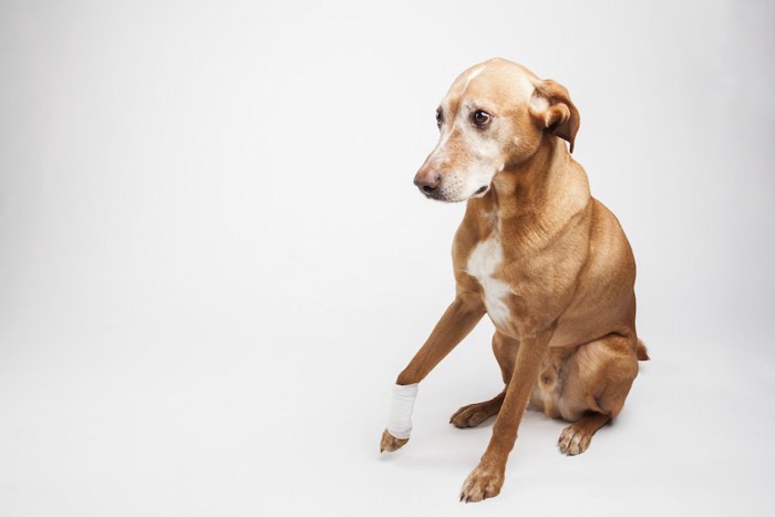 手に包帯を巻いた犬