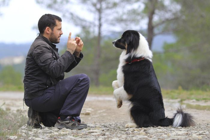 トレーニング中の男性と犬