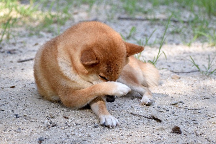 前足でマズルを掻く柴犬