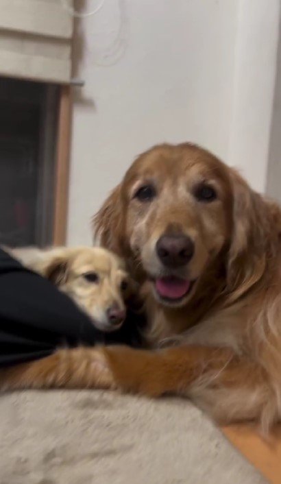 同居犬のみるくちゃんと…