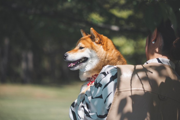 抱っこされた柴犬