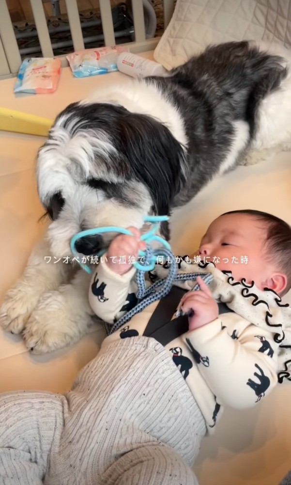 赤ちゃんと遊ぶ犬