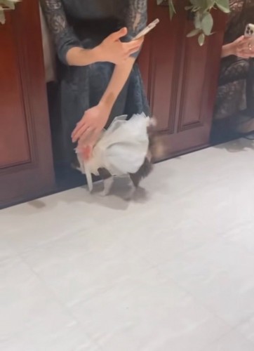 挨拶するチワワ