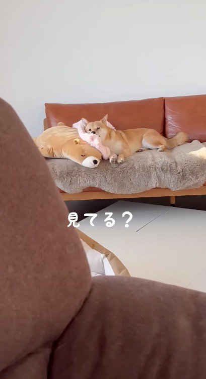 遠くから飼い主たちを見つめるオスの柴犬