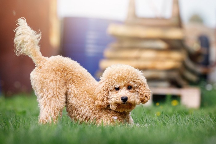 お尻と尻尾を高く上げる犬