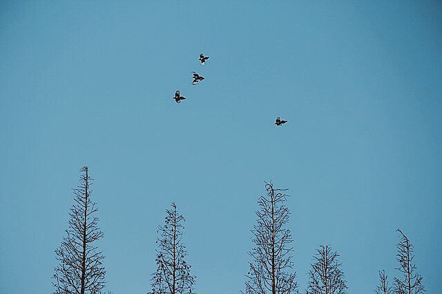 空を飛ぶ鳥