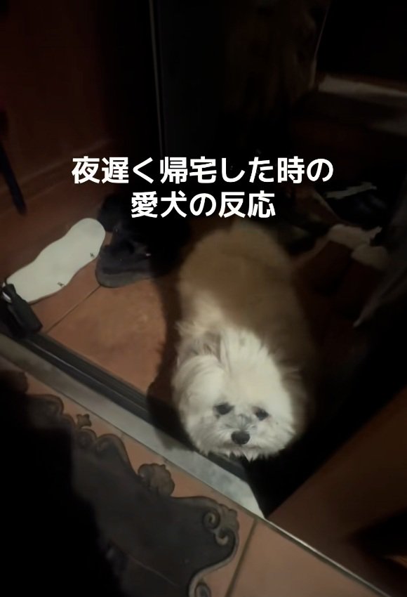 待っていたるるちゃん