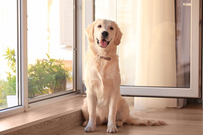 窓辺に座ってこちらを見る犬