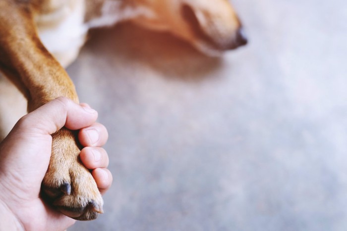横になる犬の前足を握る