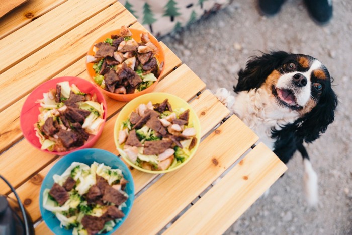 食欲旺盛な犬