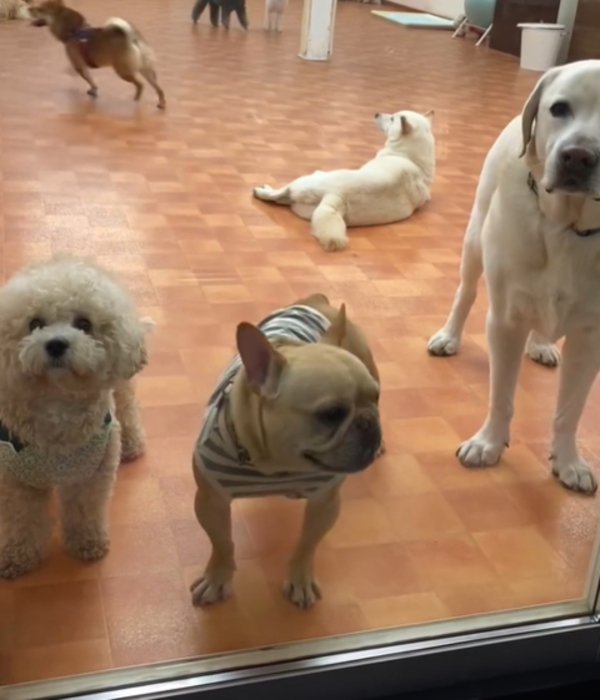 横を向く犬