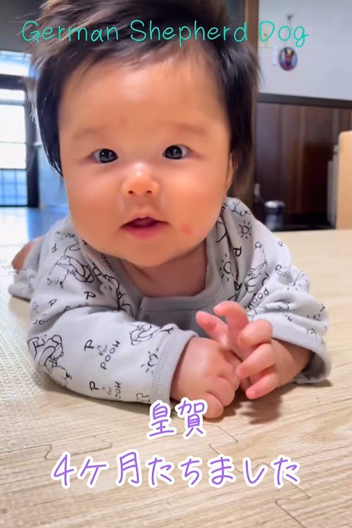 赤ちゃんとお兄ちゃん犬たち5