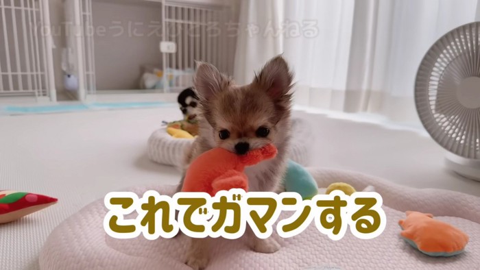 「もうこれでいい」