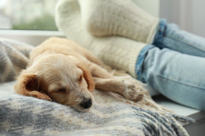 足元で寝る子犬