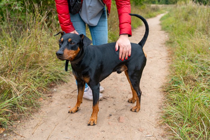 散歩中になでられているジャーマン・ピンシャー