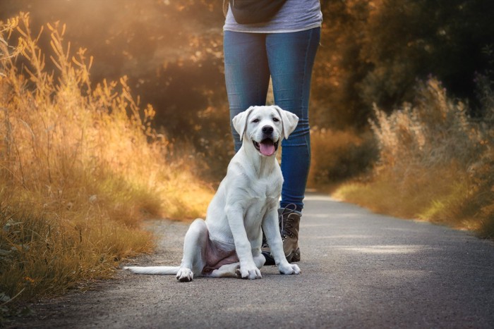 人の前に座る犬