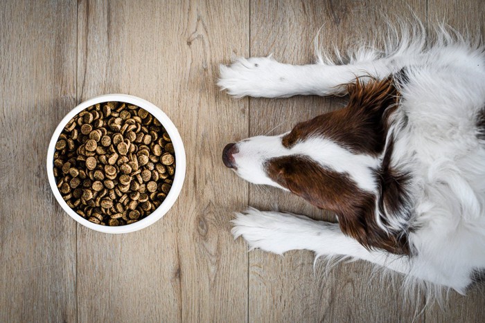 食器に入ったドッグフードを見つめる犬