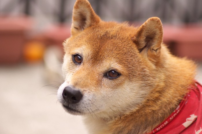 こちらを見つめる柴犬