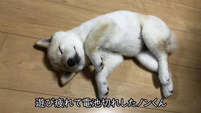 無防備に眠る犬