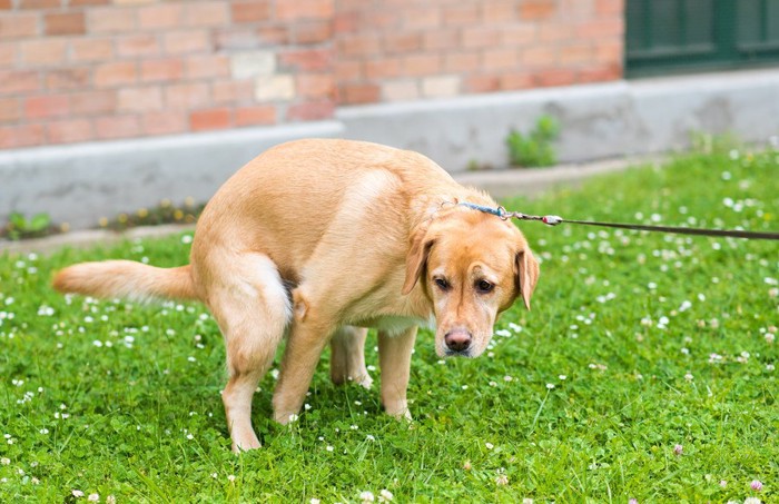 芝生でトイレをする犬