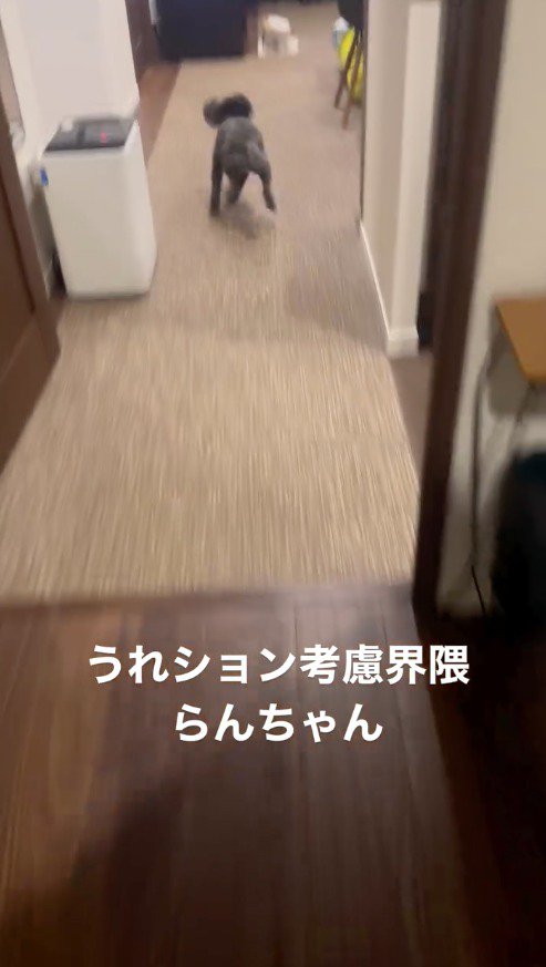 走り出す犬