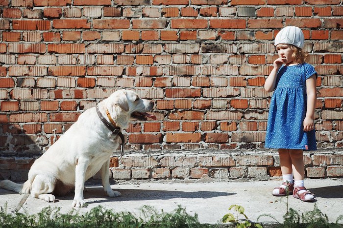 座って女の子を見つめる大型犬