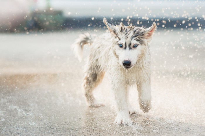 水しぶきとハスキーの子犬