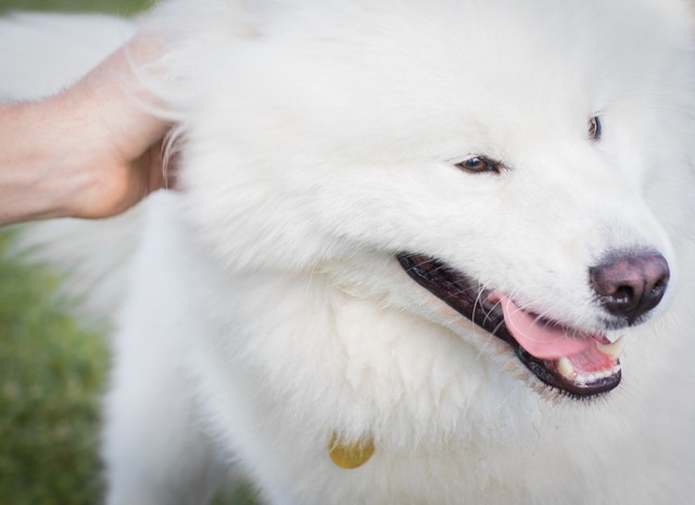 撫でられている白い犬