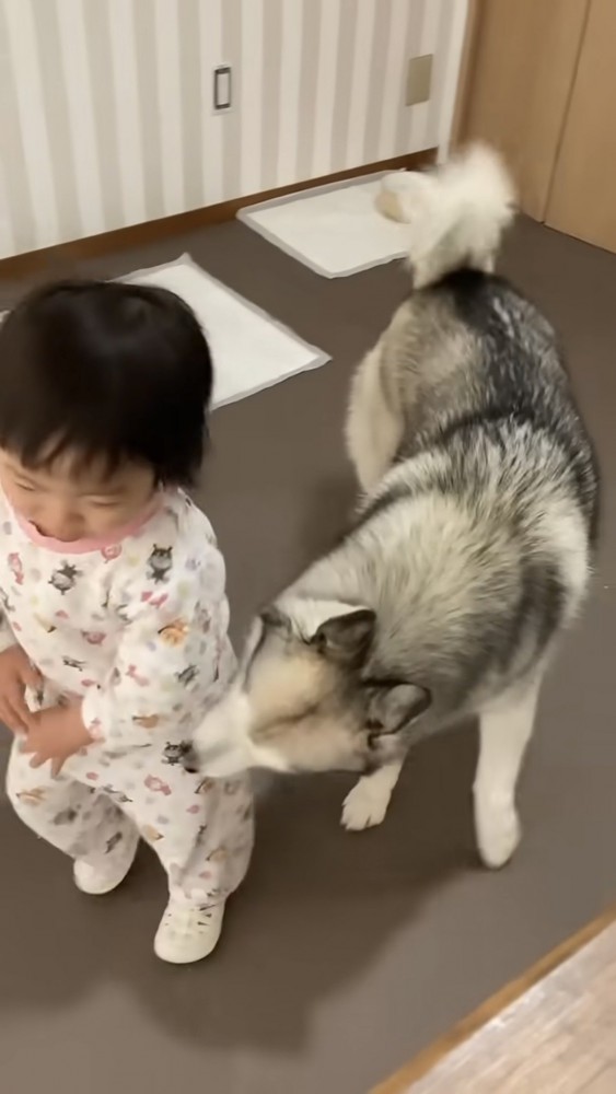 女の子を嗅ぐハスキーと嫌がる女の子