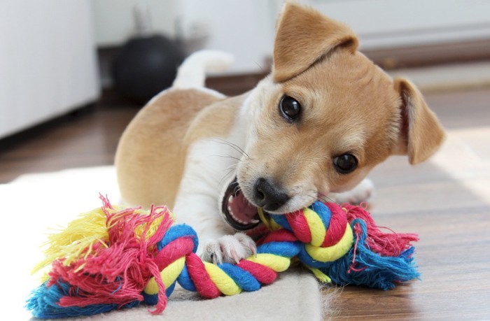 おもちゃで一人遊びをする子犬