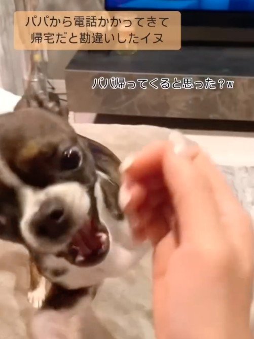 はしゃいで駆け回る犬