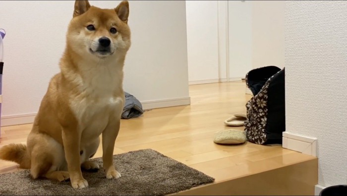 玄関マットの上に座る犬