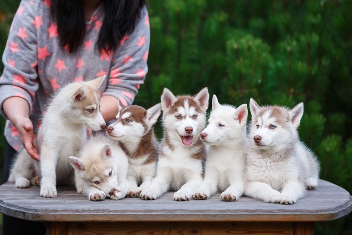 ブリーダーとハスキーの子犬たち