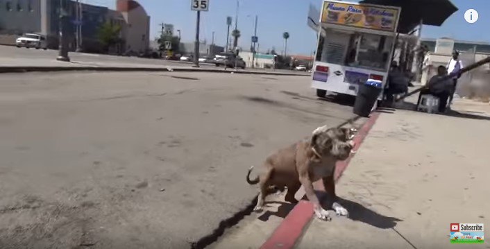 ワイヤリードにつかまった犬