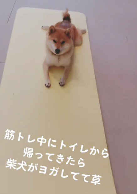 あんみつさんがヨガ！？