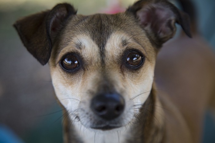 こちらを見つめる瞳の大きいミックス犬