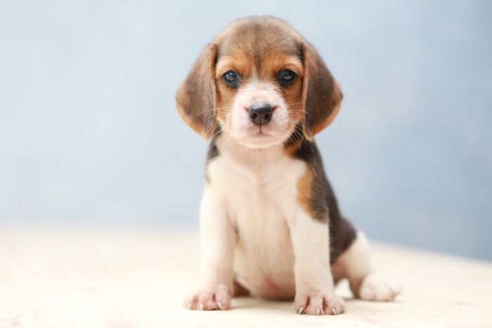 正面を見つめて座っているビーグルの子犬