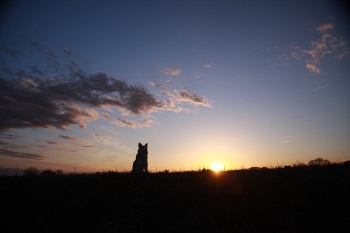 夕日と犬のシルエット