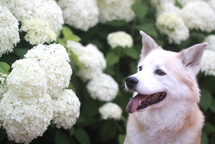 アジサイと犬