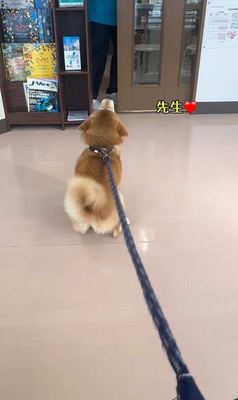 動物病院に来た3匹の柴犬8