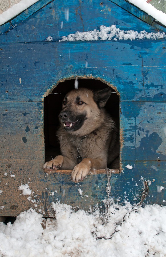 雪の中の犬小屋