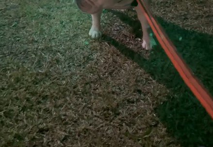 ボス野良猫にいじめられる…