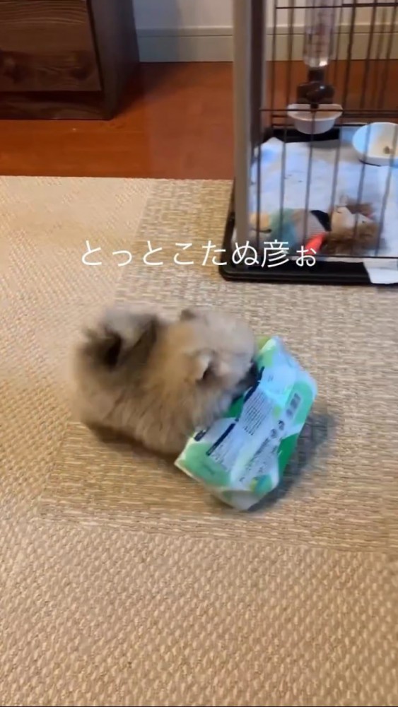 ウェットシートを口に咥えて歩くポメ赤ちゃん