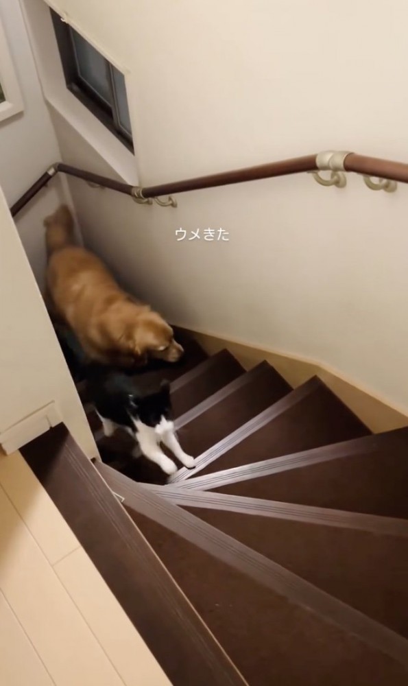 ウメちゃん登場