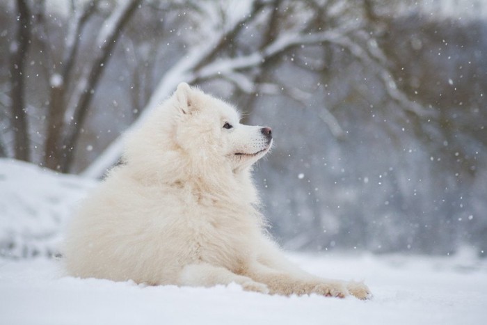 雪の中のサモエド